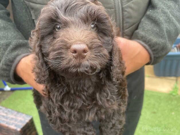 Chocolate cockapoo for sale in Canterbury, Kent - Image 2