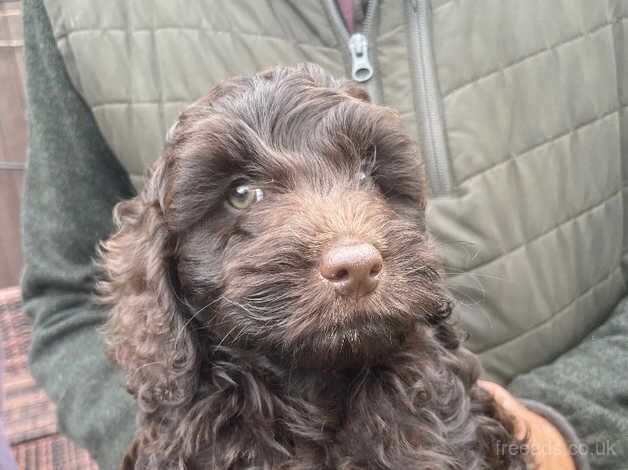 Chocolate cockapoo for sale in Canterbury, Kent - Image 3