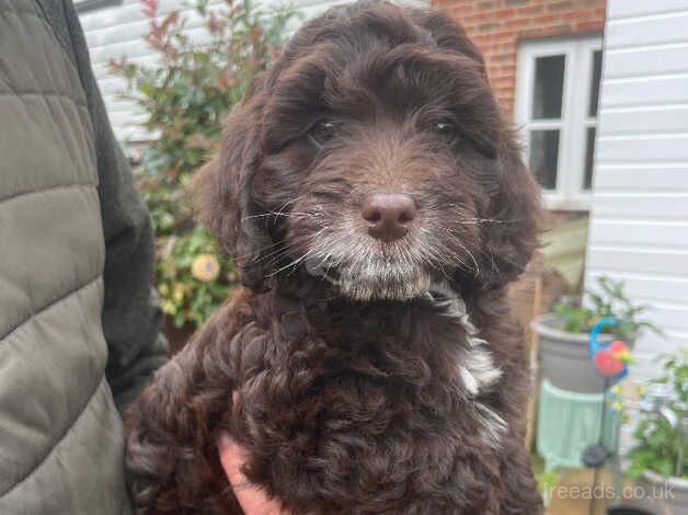 Chocolate cockapoo for sale in Canterbury, Kent - Image 4