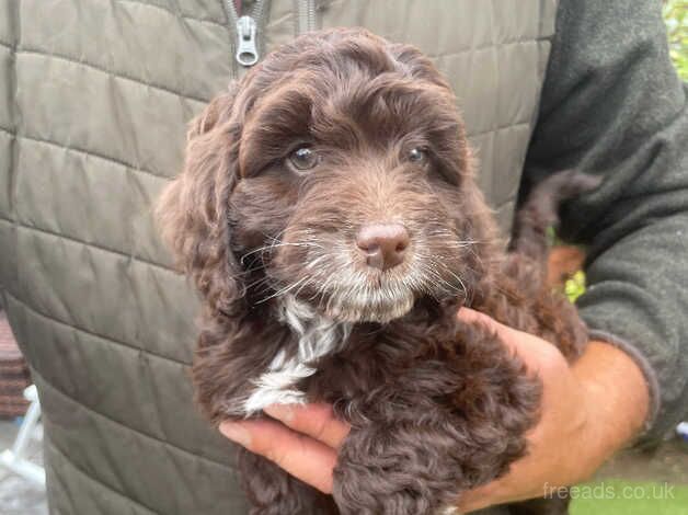 Chocolate cockapoo for sale in Canterbury, Kent - Image 5