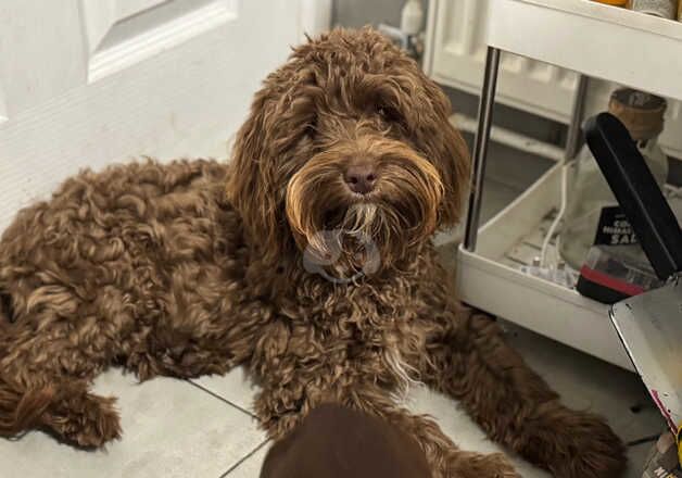 Chocolate Cockerpoo for sale in Gloucester, Gloucestershire