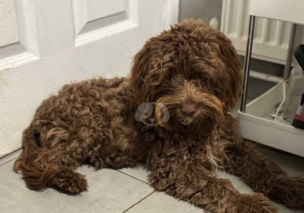 Chocolate Cockerpoo for sale in Gloucester, Gloucestershire - Image 2