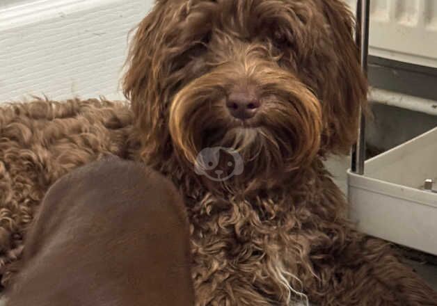 Chocolate Cockerpoo for sale in Gloucester, Gloucestershire - Image 3