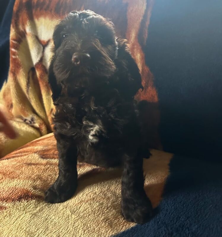 Chocolate cream/gold cockappoo pups for sale in Weston-super-Mare, Somerset