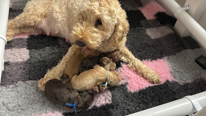 Chocolate Merle and Apricot Cockapoo Puppies. 3 boys and 2 girls for sale in Stretford, Greater Manchester - Image 2