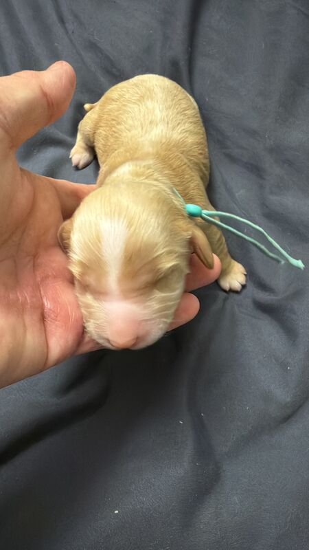 Chocolate Merle and Apricot Cockapoo Puppies. 3 boys and 2 girls for sale in Stretford, Greater Manchester - Image 3