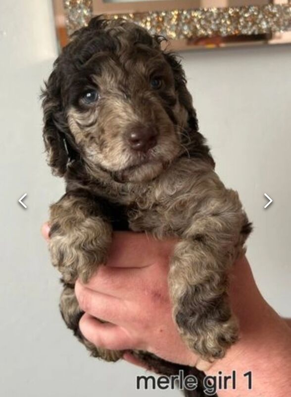 Chocolate & Merle Cockapoos Health tested parents for sale in Durham, County Durham