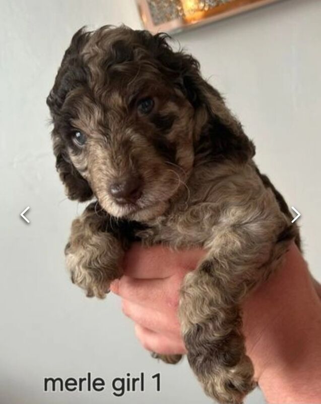 Chocolate & Merle Cockapoos Health tested parents for sale in Durham, County Durham - Image 2