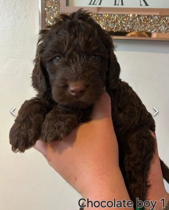 Cockapoo Puppies for sale in County Durham