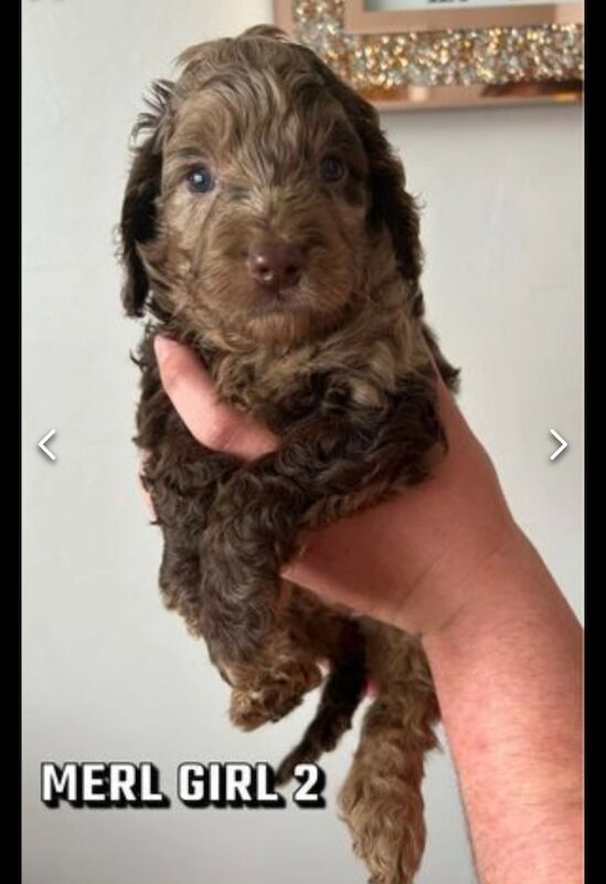 Chocolate & Merle Cockapoos Health tested parents for sale in Durham, County Durham - Image 5