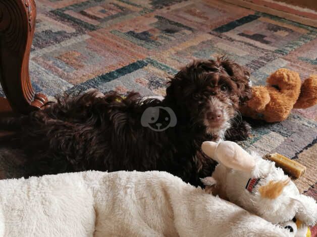 Chocolate mini cockerpoo puppies for sale in Wigan, Greater Manchester