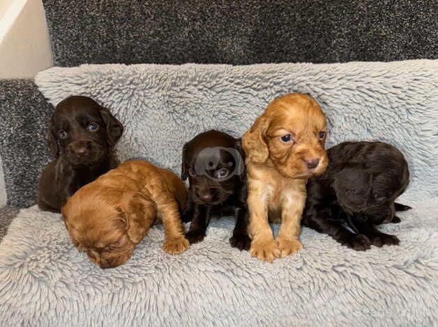 Cocapoo puppy's for sale in Darlington, County Durham - Image 1