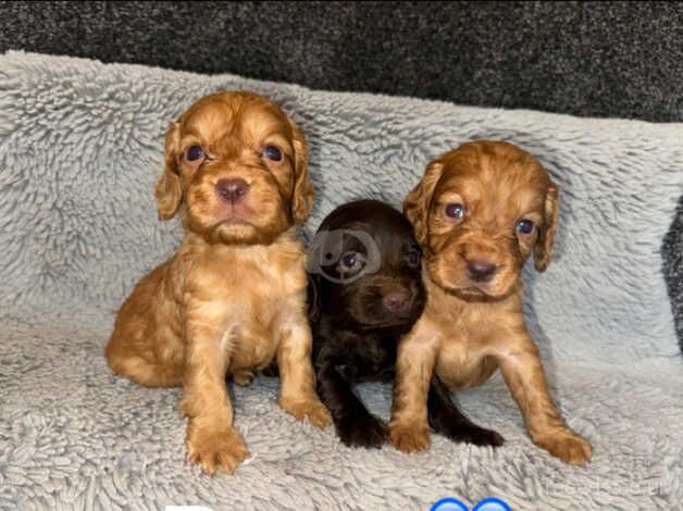 Cocapoo puppy's for sale in Darlington, County Durham - Image 2