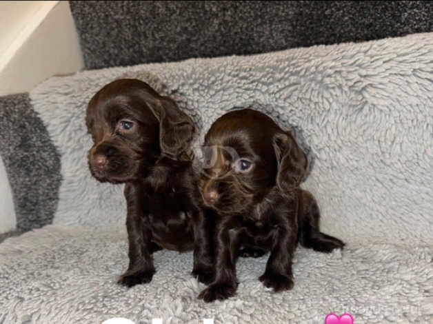 Cocapoo puppy's for sale in Darlington, County Durham - Image 3