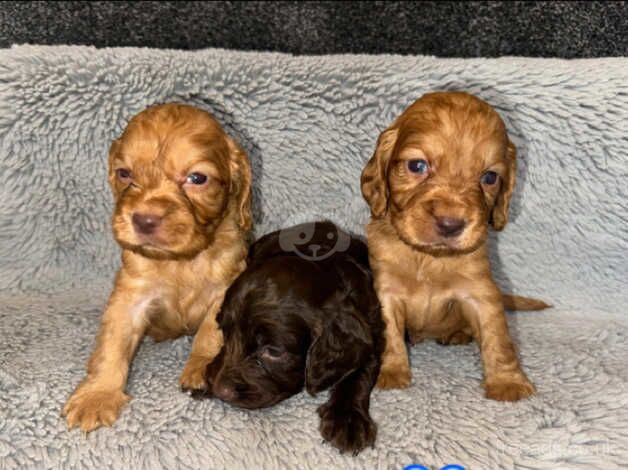 Cocapoo puppy's for sale in Darlington, County Durham - Image 4