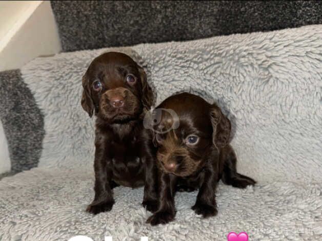 Cocapoo puppy's for sale in Darlington, County Durham - Image 5