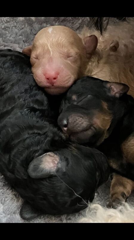 Cockaborpoodle puppies due! for sale in Eckington, Derbyshire