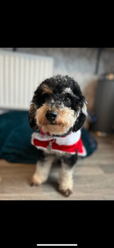 Cockaborpoodle puppies due! for sale in Eckington, Derbyshire - Image 2