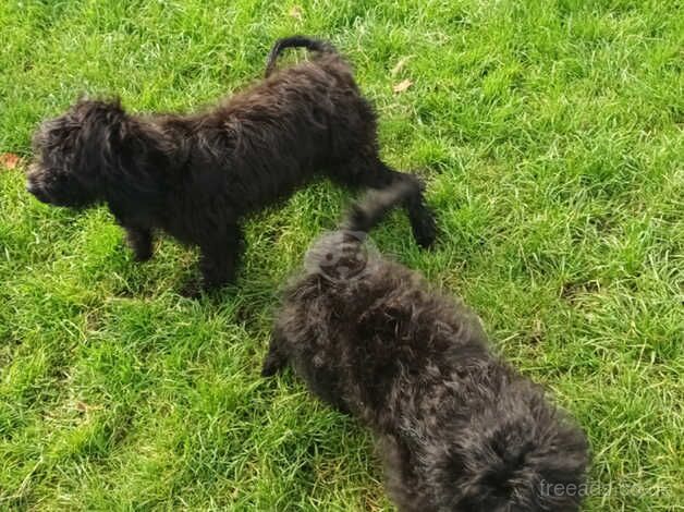 Cockalier X Poodle for sale in Chichester, West Sussex - Image 3