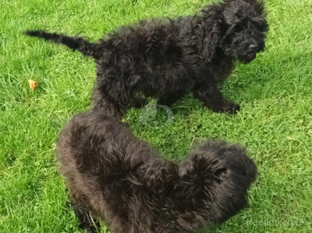 Cockalier X Poodle for sale in Chichester, West Sussex - Image 5