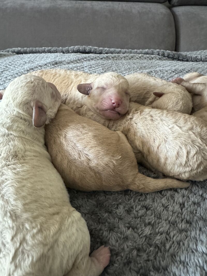 Cockapoo for sale in Littlehampton, West Sussex