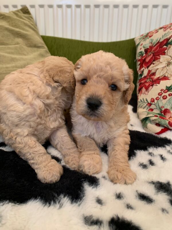 Cockapoo for sale in Littlehampton, West Sussex