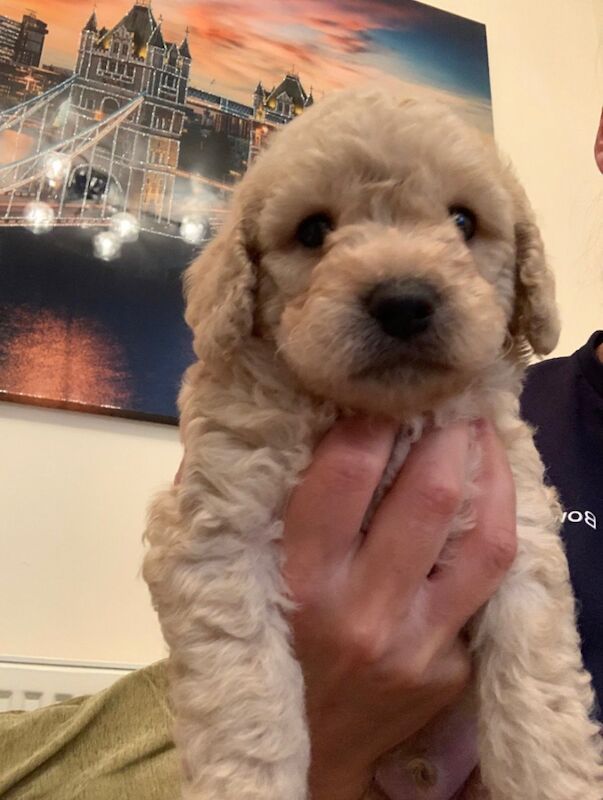 Cockapoo for sale in Littlehampton, West Sussex - Image 2