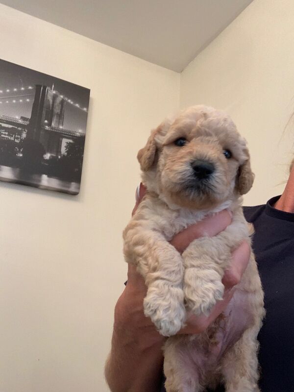 Cockapoo for sale in Littlehampton, West Sussex - Image 3