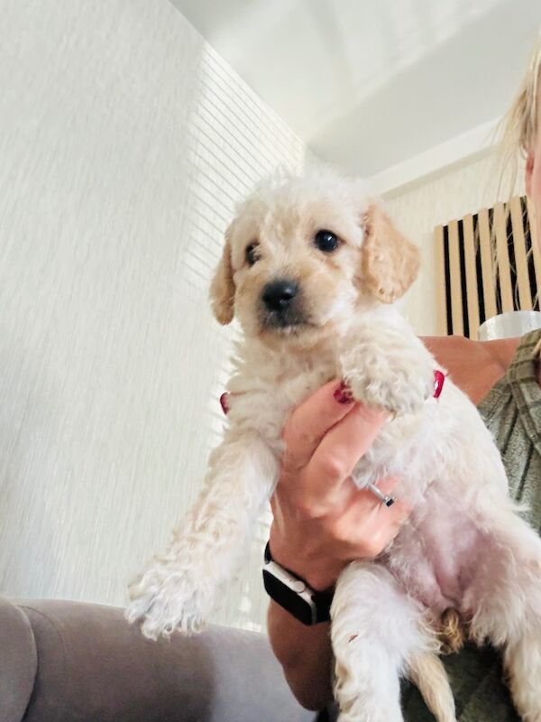 Cockapoo for sale in Littlehampton, West Sussex - Image 3