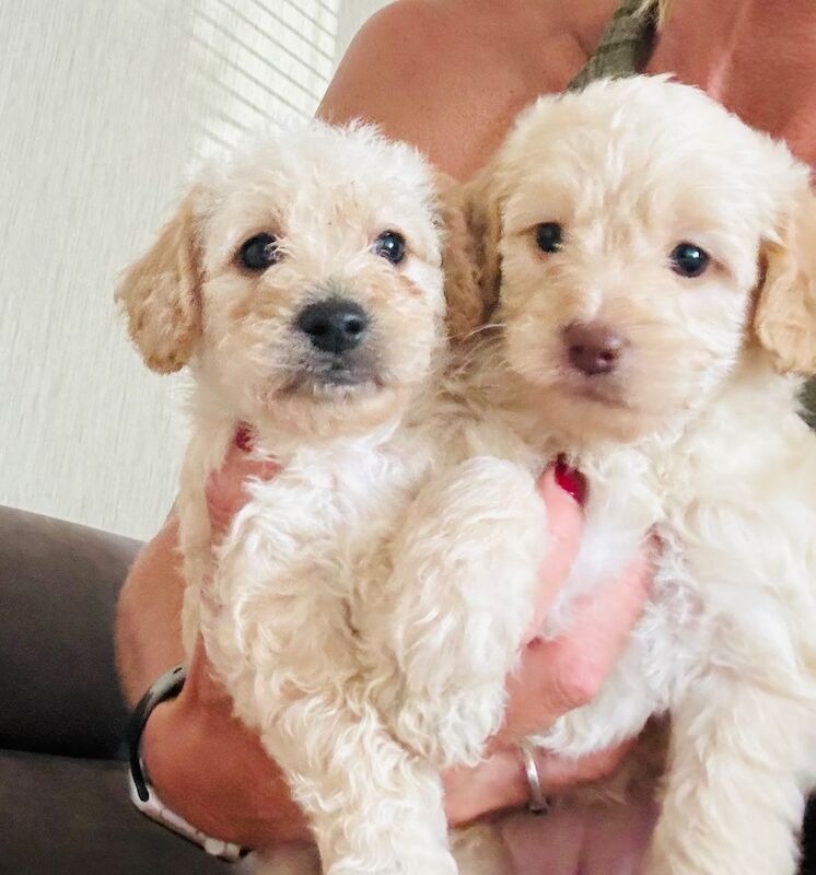 Cockapoo Puppies for sale