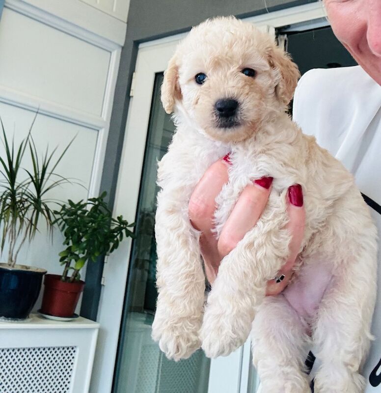 Cockapoo for sale in Littlehampton, West Sussex - Image 5