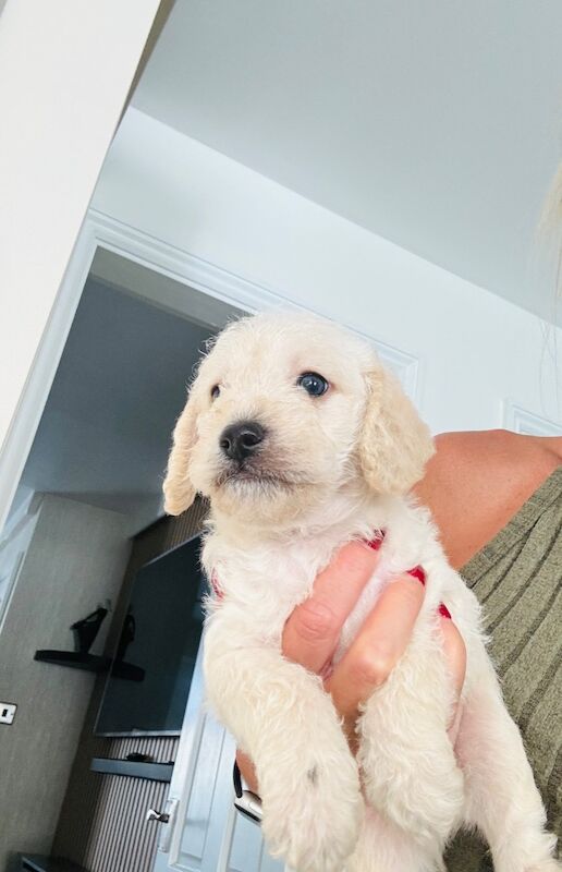 Cockapoo for sale in Littlehampton, West Sussex - Image 6