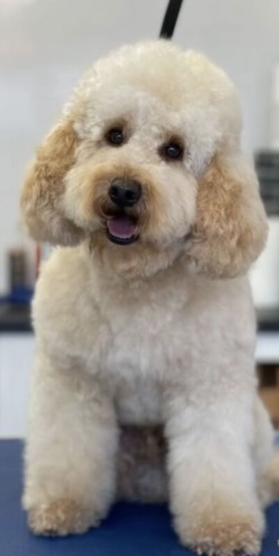 Cockapoo for sale in Littlehampton, West Sussex - Image 8