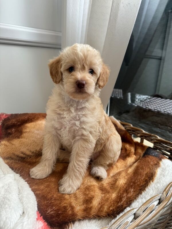 Cockapoo for sale in Littlehampton, West Sussex - Image 9