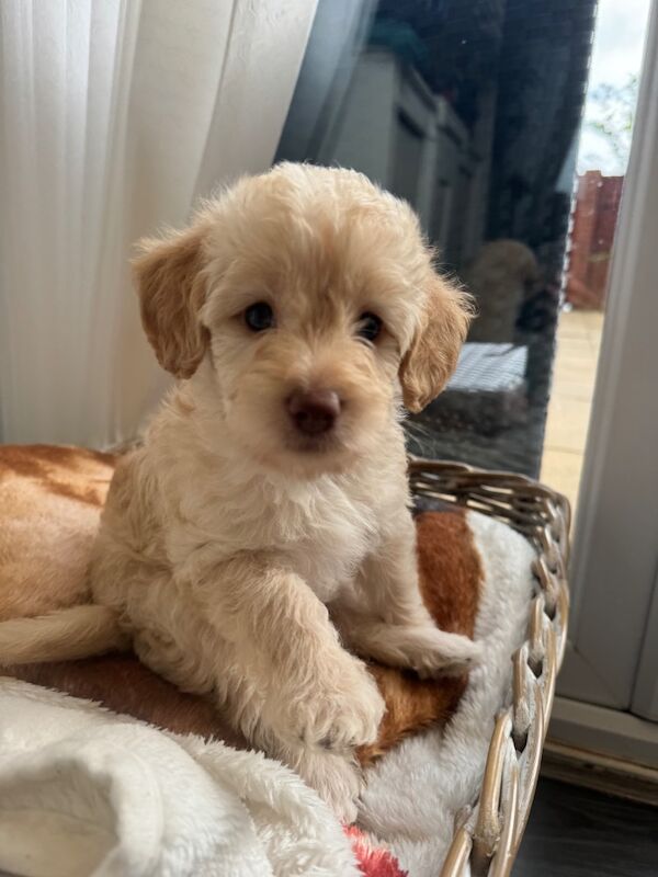 Cockapoo for sale in Littlehampton, West Sussex - Image 10