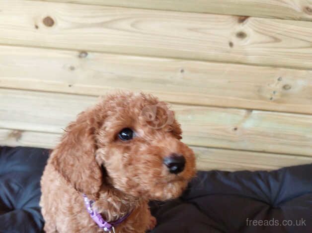 Cockapoo 2 Boys 3 Girls for sale in Llanelli, Carmarthenshire