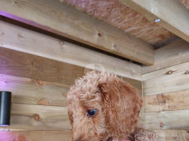 Cockapoo 2 Boys 3 Girls for sale in Llanelli, Carmarthenshire - Image 2