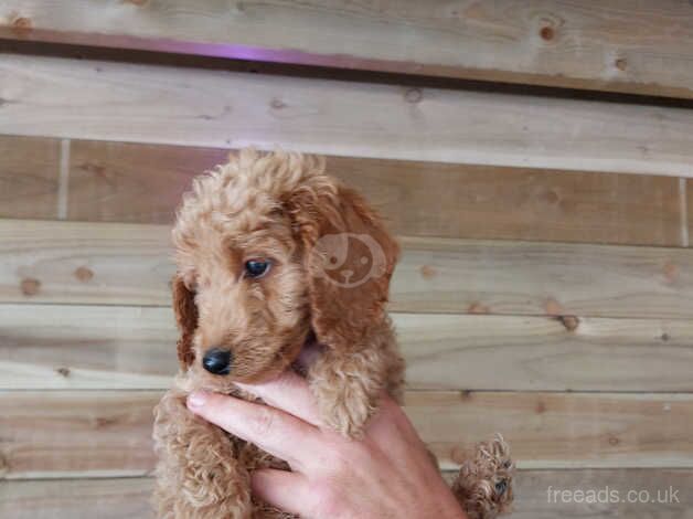 Cockapoo 2 Boys 3 Girls for sale in Llanelli, Carmarthenshire - Image 3