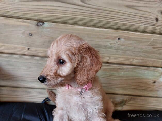 Cockapoo 2 Boys 3 Girls for sale in Llanelli, Carmarthenshire - Image 5