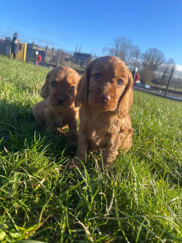 Cockapoo for sale in Omagh, County Tyrone