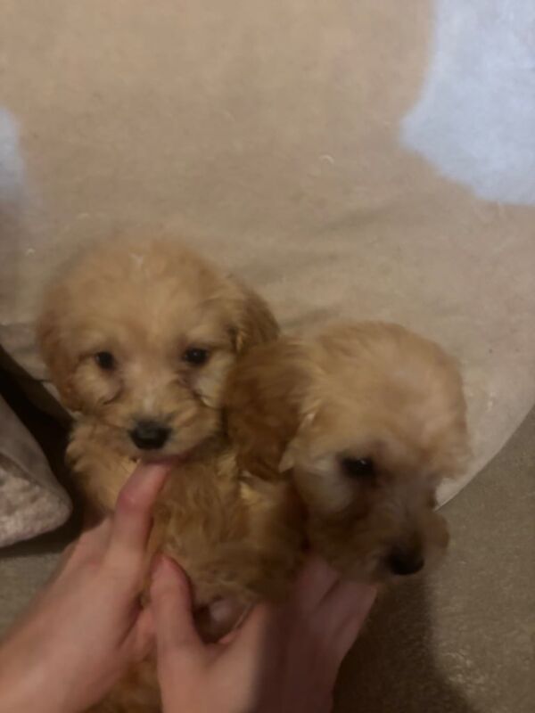 Cockapoo for sale in Methil, Fife - Image 3