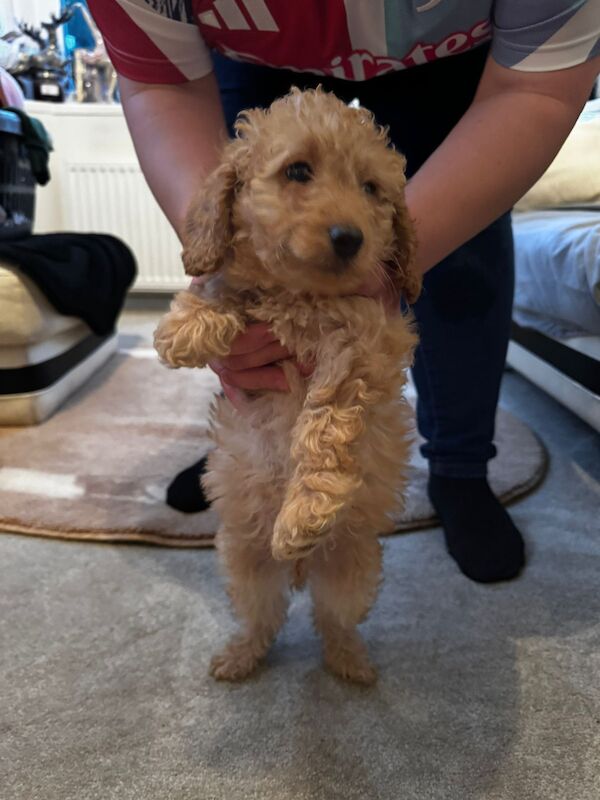 Cockapoo for sale in Malton, North Yorkshire