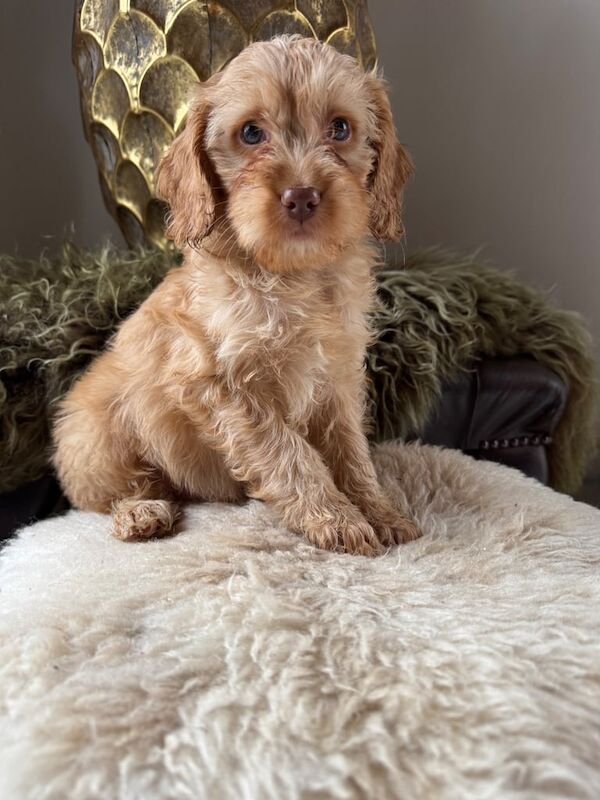 Cockapoo for sale in Northallerton, North Yorkshire - Image 2