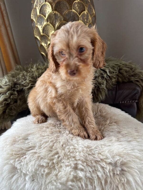 Cockapoo for sale in Northallerton, North Yorkshire - Image 3