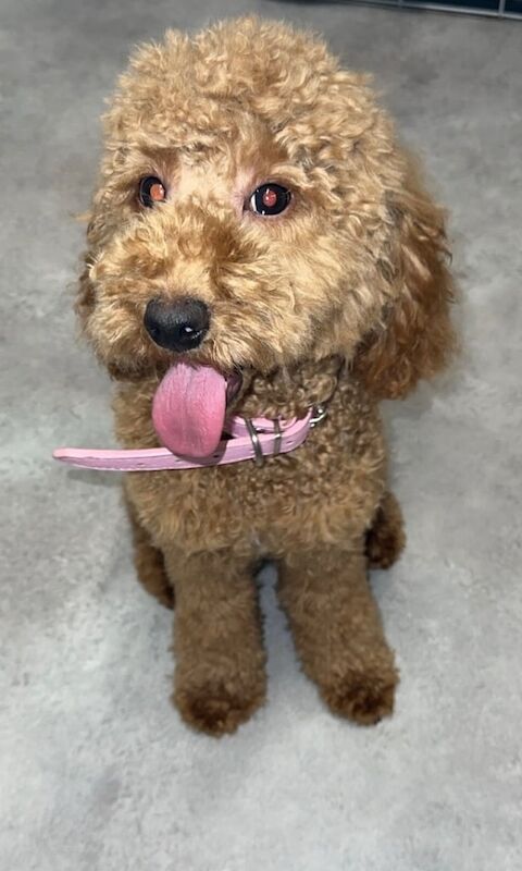 Cockapoo for sale in Rhondda, Mid Glamorgan