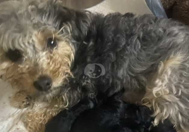 Cockapoo babies for sale in Goole, East Riding of Yorkshire