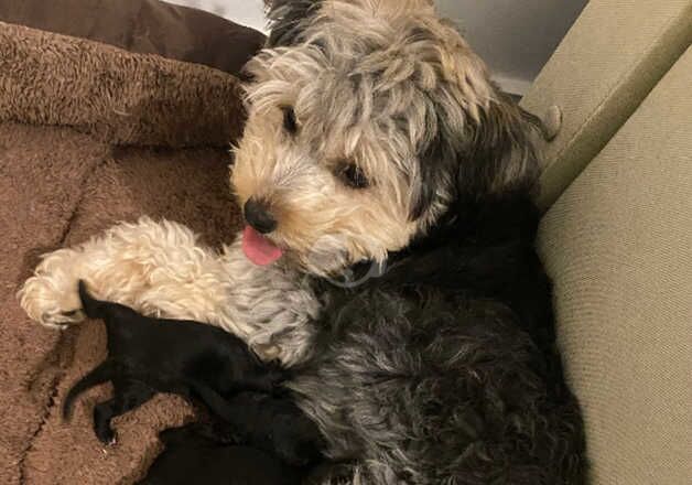 Cockapoo babies for sale in Goole, East Riding of Yorkshire - Image 2