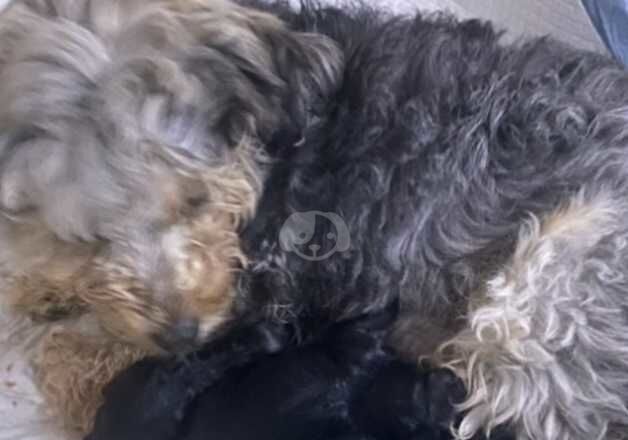 Cockapoo babies for sale in Goole, East Riding of Yorkshire - Image 3