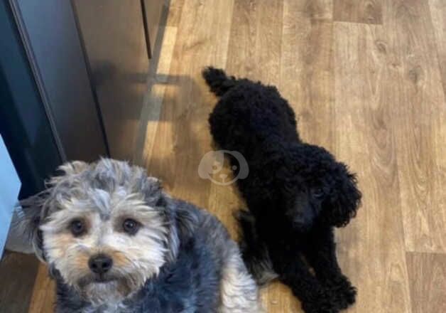 Cockapoo babies for sale in Goole, East Riding of Yorkshire - Image 4