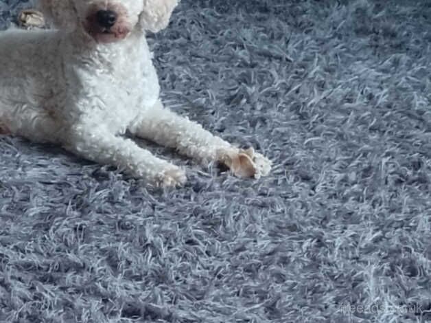 Cockapoo boy 1 year old for sale in March, South Lanarkshire